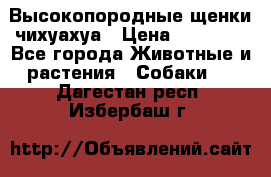 Высокопородные щенки чихуахуа › Цена ­ 25 000 - Все города Животные и растения » Собаки   . Дагестан респ.,Избербаш г.